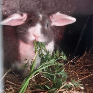 Adoptie op afstand €60,- per jaar